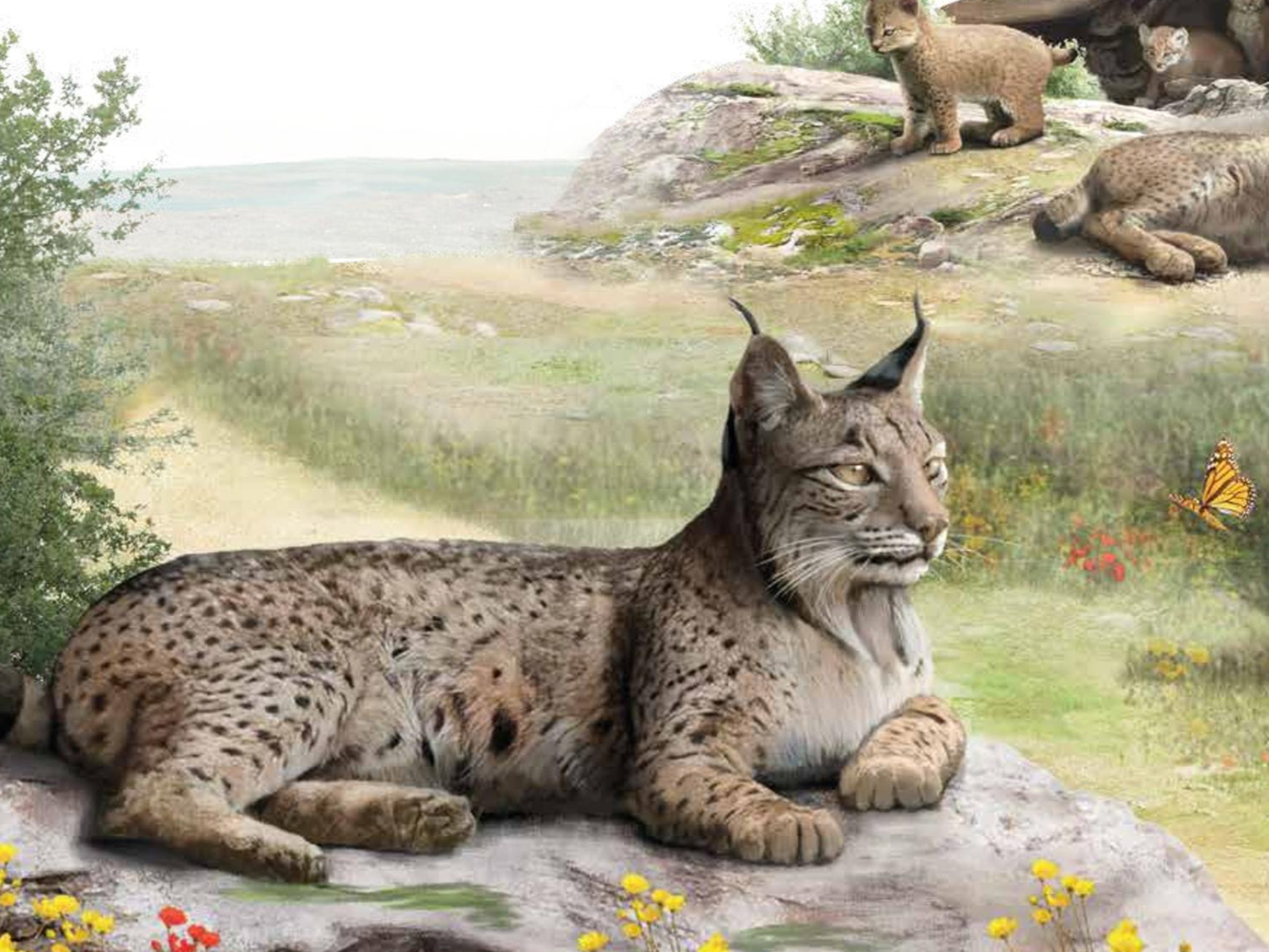Sul Informação - Exposição “O Lince na Península” patente em Serpa até 23 de Janeiro
