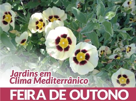 Sul Informação - Feira no Museu do Traje dá a conhecer mundo dos jardins em clima mediterrânico