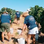 Sul Informação - Herdades alentejanas convidam turistas a participar nas vindimas