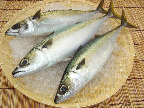 Sul Informação - Até domingo, a cavala é a “estrela” da I Mostra de Sabores de Olhão