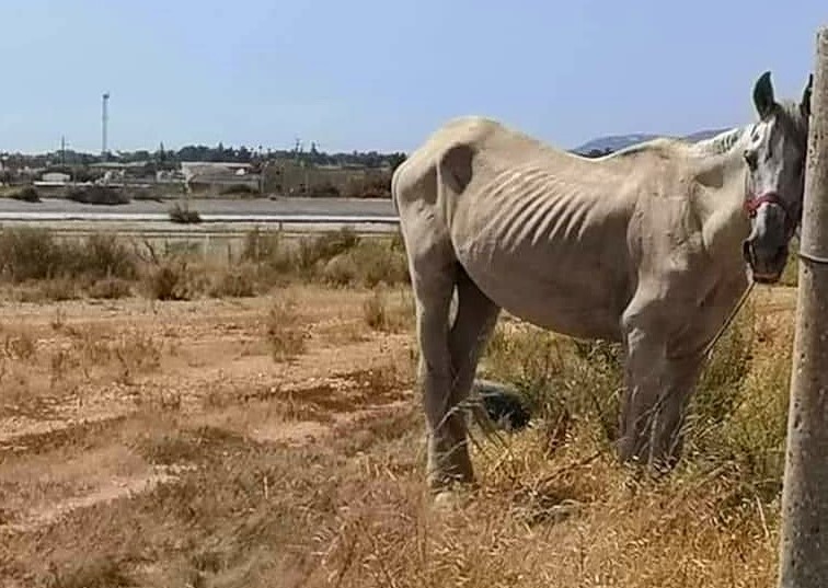 Sul Informação - PAN acusa Câmara de Olhão de remeter bem-estar animal para «segundo plano»