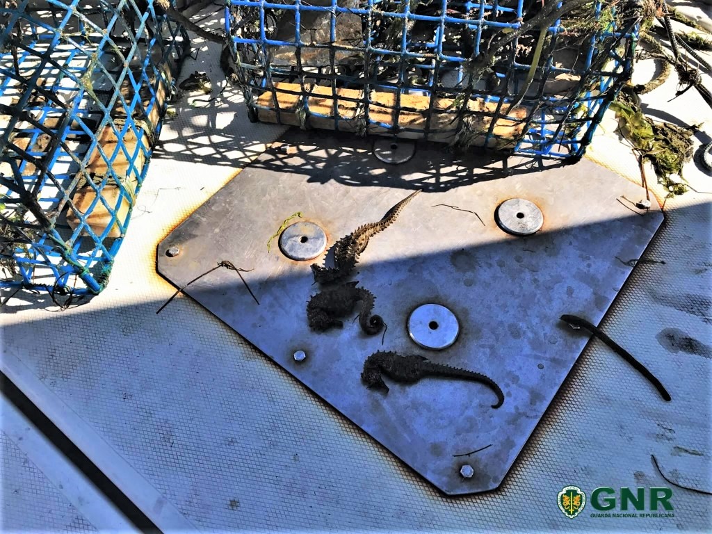 Sul Informação - Cavalos marinhos encontrados em armadilhas foram devolvidos à Ria Formosa pela GNR