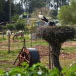 Sul Informação - Colónia de cegonhas à beira da EN125 em Odiáxere é atração