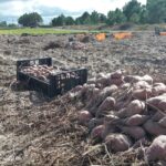 Sul Informação - Eis a “Tuber Bock”, uma cerveja artesanal de batata-doce