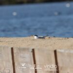 Sul Informação - Bio-ilhas andou dois anos a melhorar a vida das aves salineiras de Olhão e Faro