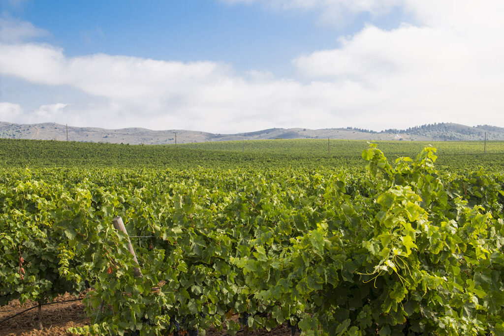Cidade Europeia do VInho 2015 (11)