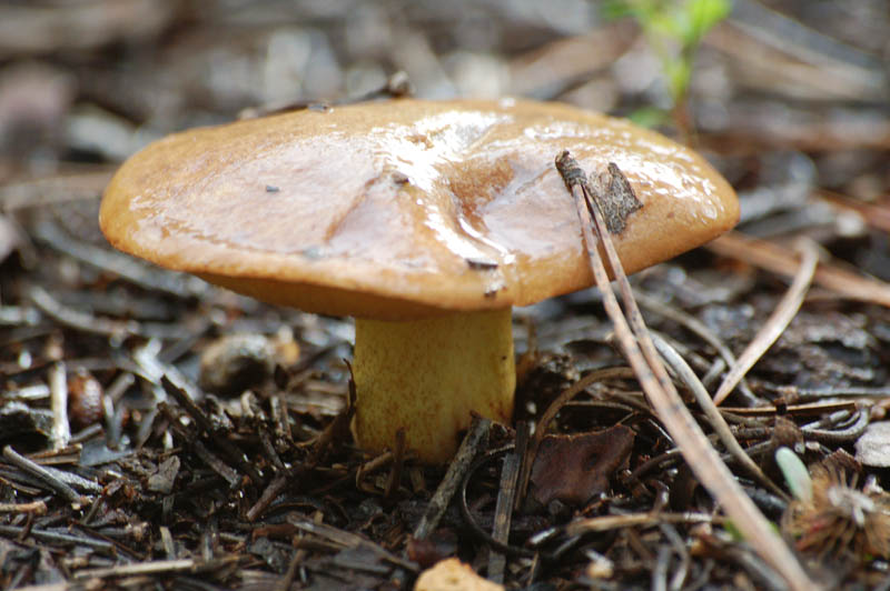 Sul Informação - Riqueza em cogumelos da Serra de Monchique motiva 1º BioBlitz e FotoBlitz Micológico