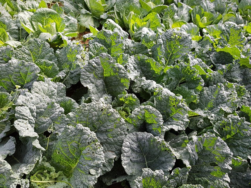 Sul Informação - Comida Esquecida levou comensais à horta do Senhor Álvaro para colher e cozinhar