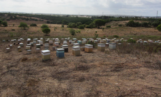 Sul Informação - GNR recupera mais de 250 colmeias que foram furtadas em vários concelhos do Algarve