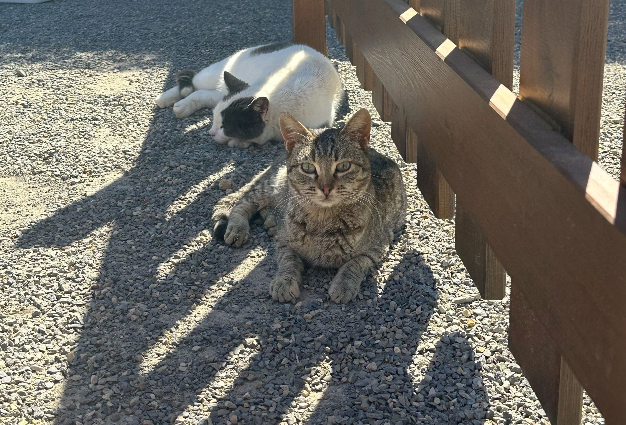 Sul Informação - Tavira instala 4 abrigos para colónias de gatos