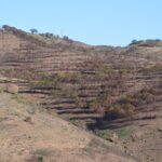 Sul Informação - Cooperativa GuadiMonte quer afirmar-se como «a marca de Castro Marim»