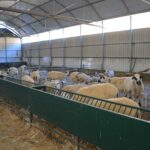 Sul Informação - Cooperativa GuadiMonte quer afirmar-se como «a marca de Castro Marim»