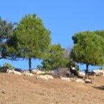 Sul Informação - Cooperativa GuadiMonte quer afirmar-se como «a marca de Castro Marim»