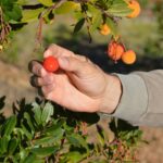 Sul Informação - Cooperativa GuadiMonte quer afirmar-se como «a marca de Castro Marim»