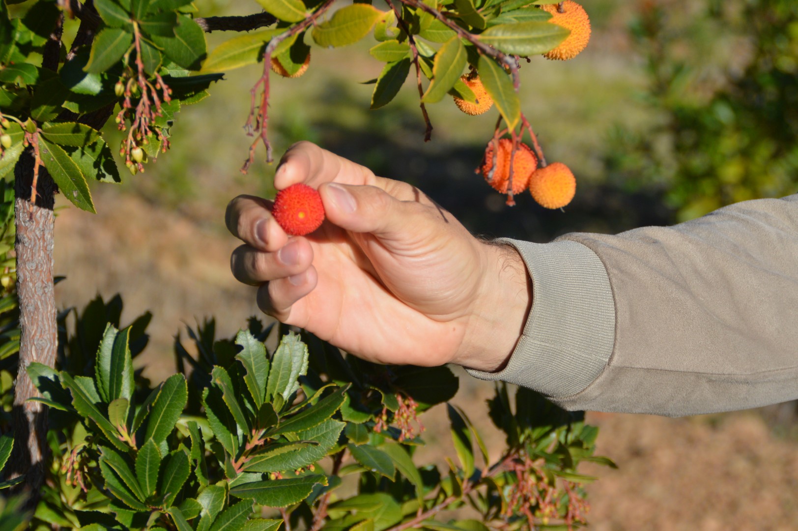 Sul Informação - Cooperativa GuadiMonte quer afirmar-se como «a marca de Castro Marim»