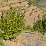 Sul Informação - Cooperativa GuadiMonte quer afirmar-se como «a marca de Castro Marim»