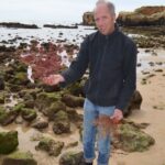 Sul Informação - Investigadores do CCMar salvam corais arrancados pela tempestade e vão replantá-los