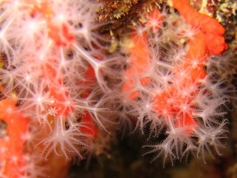 Sul Informação - LPN felicita Capitania de Portimão por apreensão de coral vermelho
