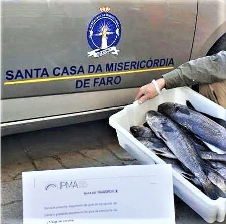 Sul Informação - Estação de piscicultura de Olhão oferece corvinas às SCM de Moncarapacho e Faro