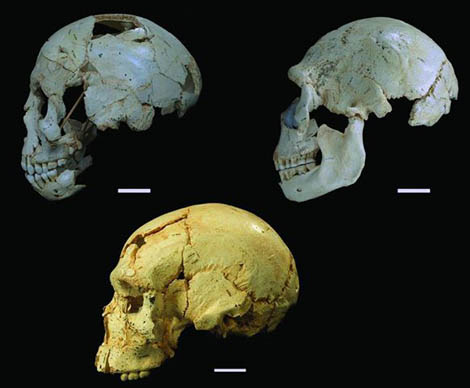 Crânio de Sima de los Huesos em comparação com neandertal e outro hominídeo Sul Informação