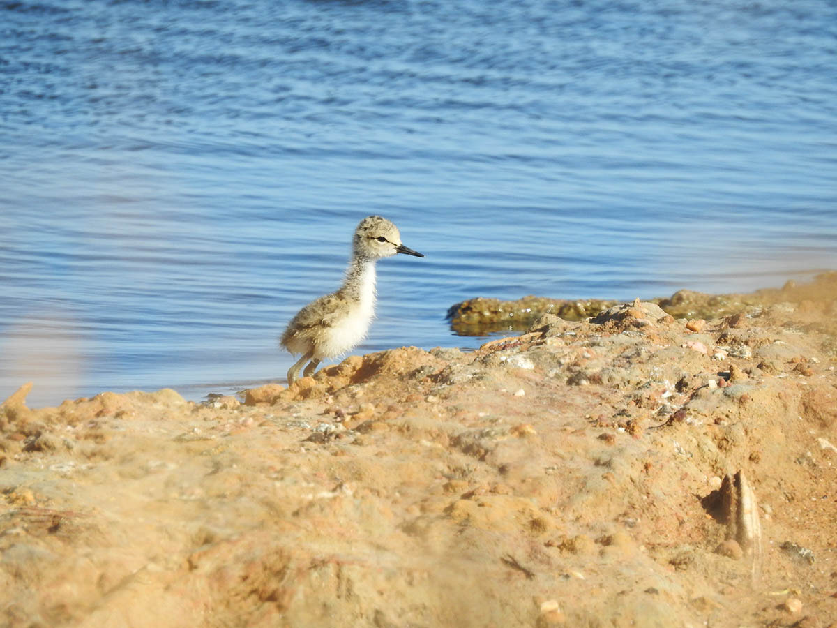 Sul Informação - Especialistas mostram as aves na Praia de Faro e na Culatra ao longo do Verão