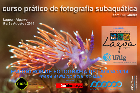 Sul Informação - Encontros de Fotografia de Lagoa promovem Curso Prático de Fotografia Subaquática em agosto