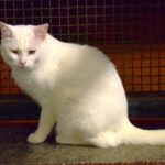 Sul Informação - Associação apela à esterilização para diminuir a taxa de abandono dos animais