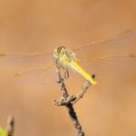 Sul Informação - Festival de Observação de Aves prepara-se para fim de semana em grande em Sagres