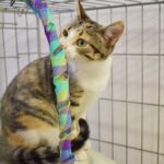 Sul Informação - Associação apela à esterilização para diminuir a taxa de abandono dos animais