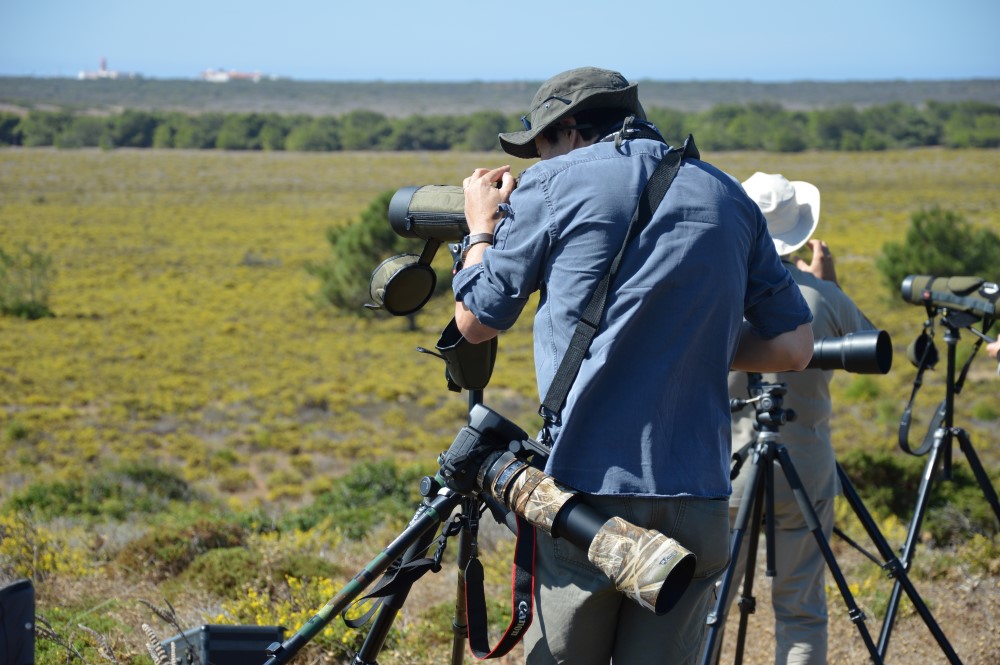 Sul Informação - Gente de toda a Europa de binóculos nos olhos para ver as aves em Sagres