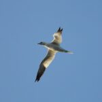 Sul Informação - Festival de Observação de Aves prepara-se para fim de semana em grande em Sagres