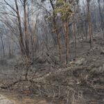 Sul Informação - Monchique viu o fogo passar e deixar uma destruição maior «que a de 2003»