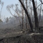Sul Informação - Monchique viu o fogo passar e deixar uma destruição maior «que a de 2003»