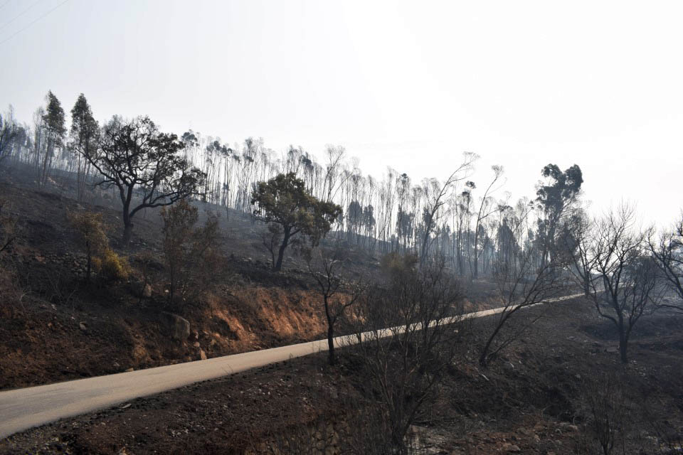 Sul Informação - Monchique viu o fogo passar e deixar uma destruição maior «que a de 2003»