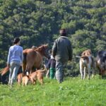 Sul Informação - Rememorar sons e gestos na paisagem, com Eva Poro no Monte Paraíso