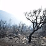 Sul Informação - Monchique viu o fogo passar e deixar uma destruição maior «que a de 2003»