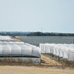 Sul Informação - Juntos pelo Sudoeste quer obrigar CCDR Alentejo a avaliar impacte ambiental das estufas no Parque Natural