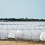 Sul Informação - Juntos pelo Sudoeste quer obrigar CCDR Alentejo a avaliar impacte ambiental das estufas no Parque Natural