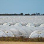 Sul Informação - Juntos pelo Sudoeste quer obrigar CCDR Alentejo a avaliar impacte ambiental das estufas no Parque Natural