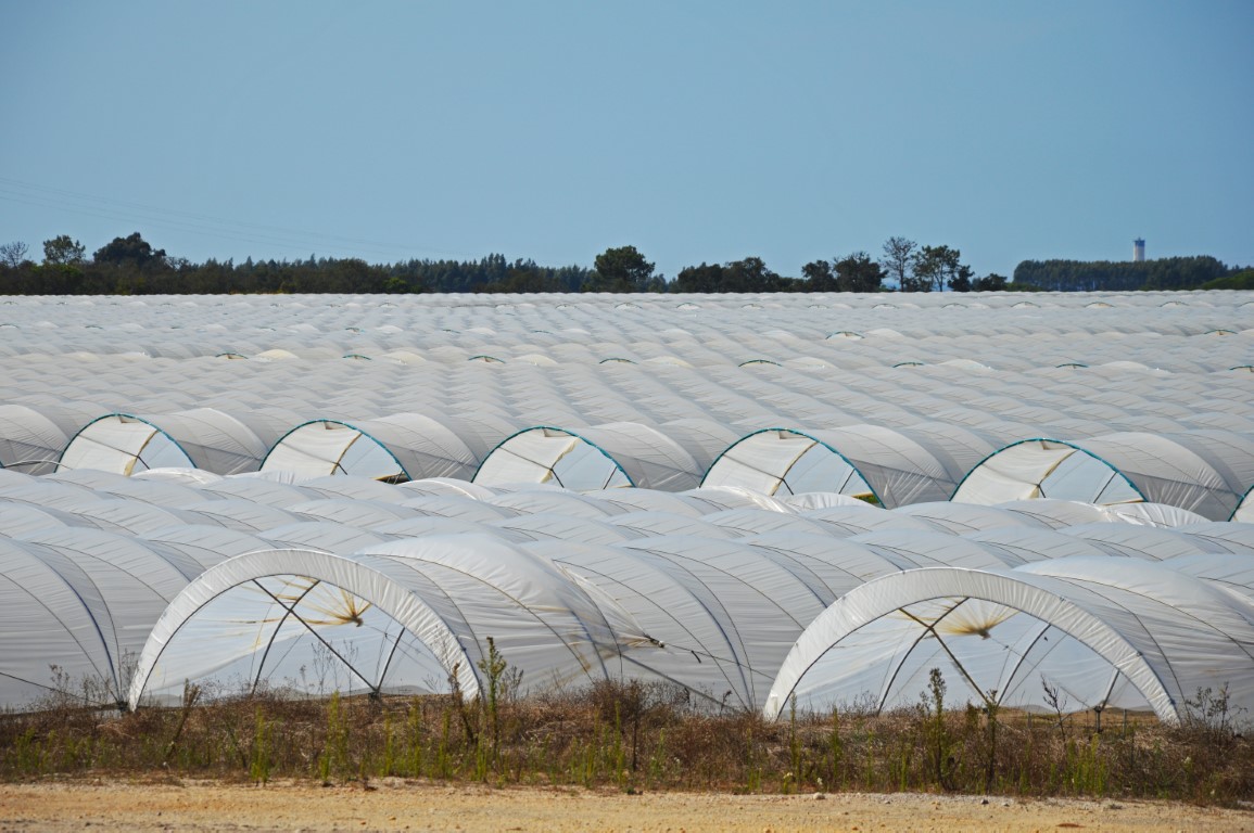 Sul Informação - Juntos pelo Sudoeste quer obrigar CCDR Alentejo a avaliar impacte ambiental das estufas no Parque Natural