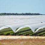 Sul Informação - Juntos pelo Sudoeste quer obrigar CCDR Alentejo a avaliar impacte ambiental das estufas no Parque Natural