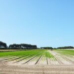 Sul Informação - Juntos pelo Sudoeste quer obrigar CCDR Alentejo a avaliar impacte ambiental das estufas no Parque Natural