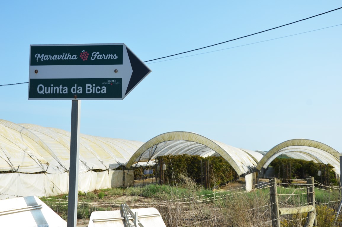 Sul Informação - Juntos pelo Sudoeste quer obrigar CCDR Alentejo a avaliar impacte ambiental das estufas no Parque Natural