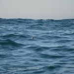 Sul Informação - Festival de Observação de Aves prepara-se para fim de semana em grande em Sagres