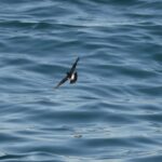 Sul Informação - Festival de Observação de Aves prepara-se para fim de semana em grande em Sagres