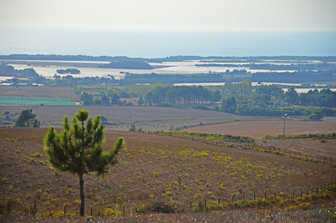 Sul Informação - Juntos pelo Sudoeste quer obrigar CCDR Alentejo a avaliar impacte ambiental das estufas no Parque Natural
