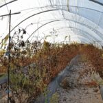 Sul Informação - Juntos pelo Sudoeste quer obrigar CCDR Alentejo a avaliar impacte ambiental das estufas no Parque Natural