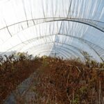 Sul Informação - Juntos pelo Sudoeste quer obrigar CCDR Alentejo a avaliar impacte ambiental das estufas no Parque Natural