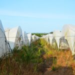 Sul Informação - Juntos pelo Sudoeste quer obrigar CCDR Alentejo a avaliar impacte ambiental das estufas no Parque Natural