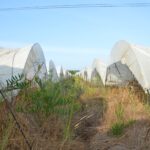 Sul Informação - Juntos pelo Sudoeste quer obrigar CCDR Alentejo a avaliar impacte ambiental das estufas no Parque Natural